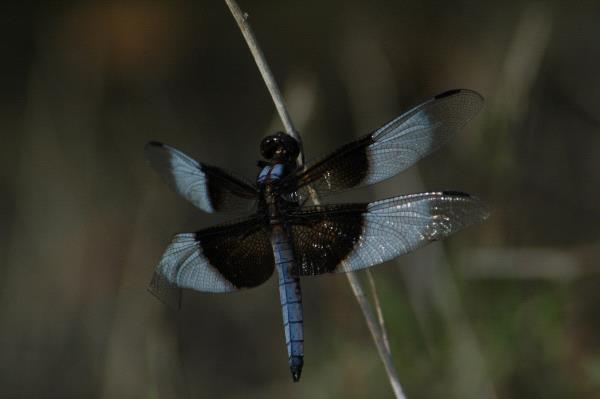 /Images/uploads/Sonoma County Regional Parks Foundation/springlake50/entries/28703thumb.jpg